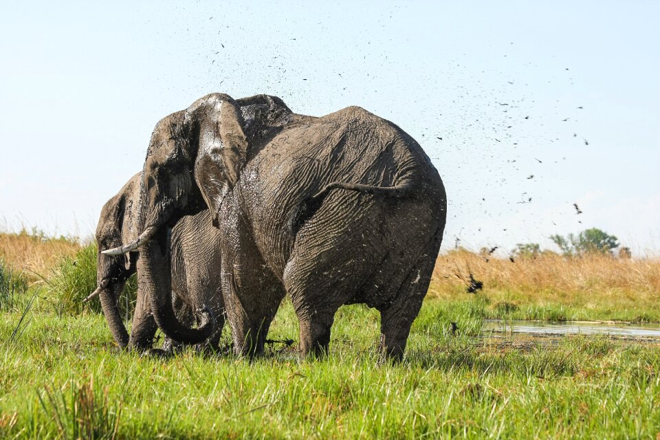 Proboscis mammal pachyderm