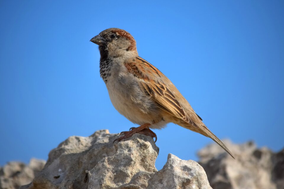 Bird animal outdoors