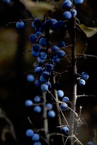 Branches fruits berries