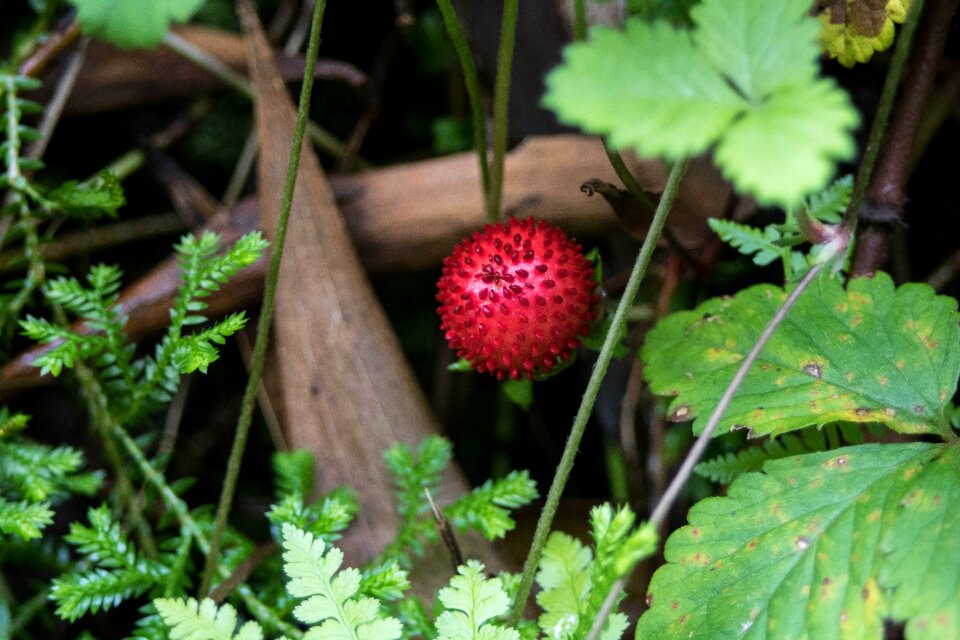 Strawberry wild fruit comanche