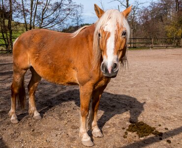 Animal mare horses