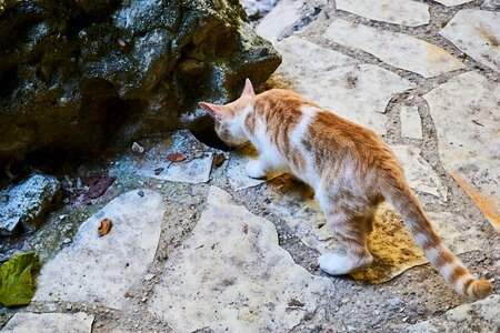 Young cat cute curious