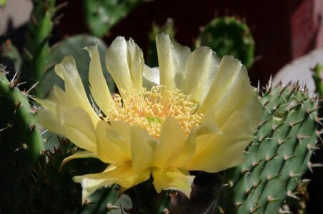 Flora summer garden