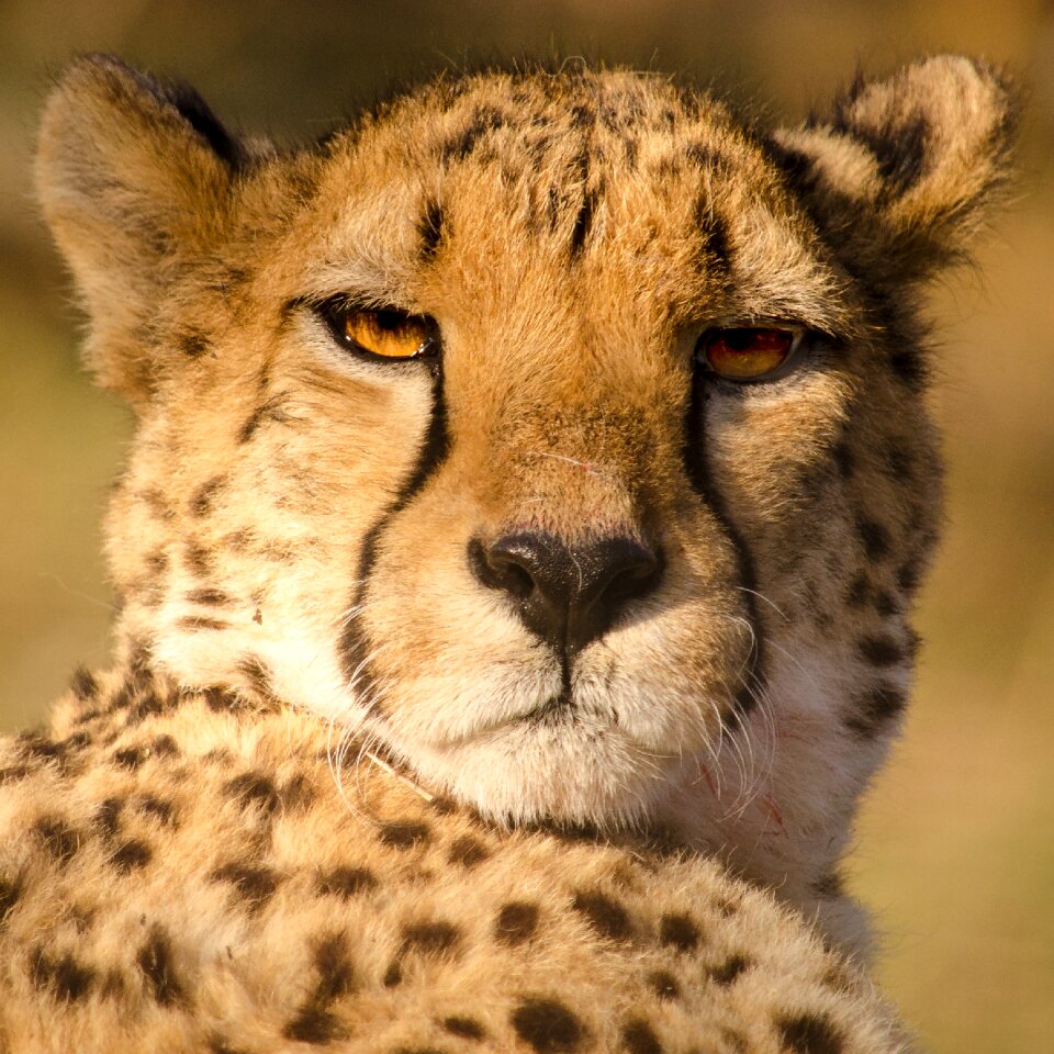 Big cat predator stains