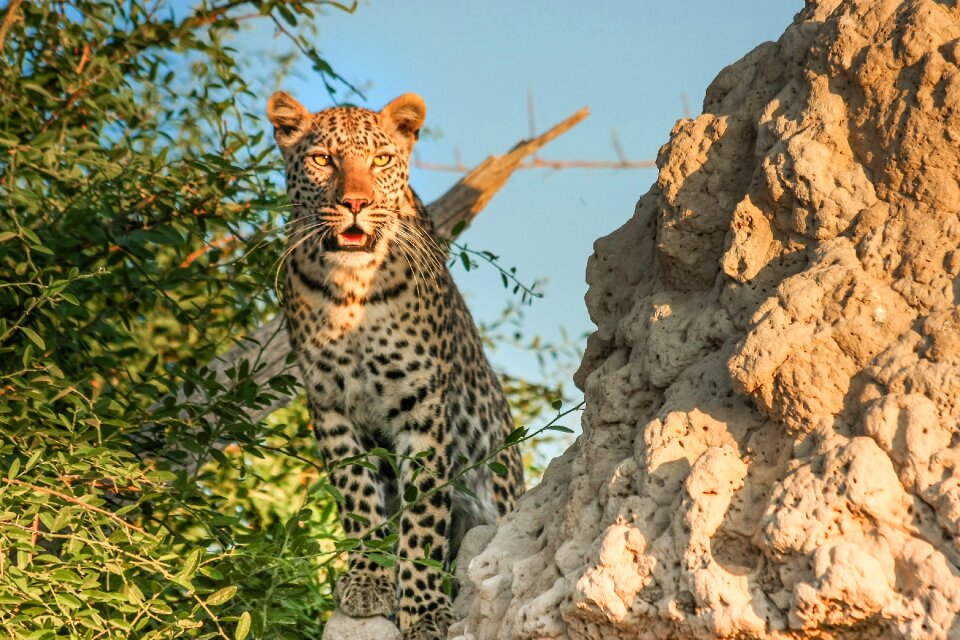 Wildcat safari big cat