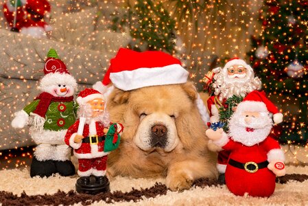 Season gift brown gift