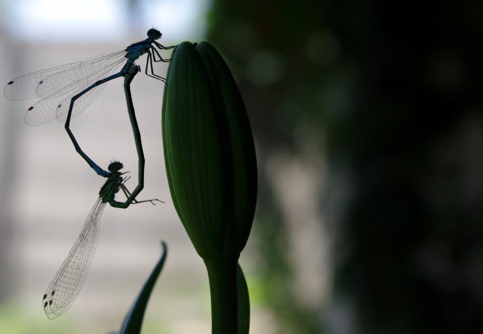 Insect summer animal