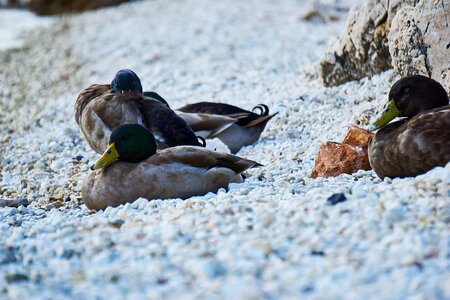 Animal sleeping duck peaceful