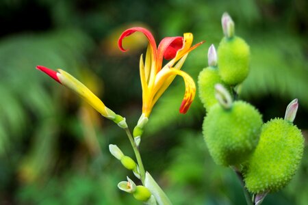 Flower azores comanche