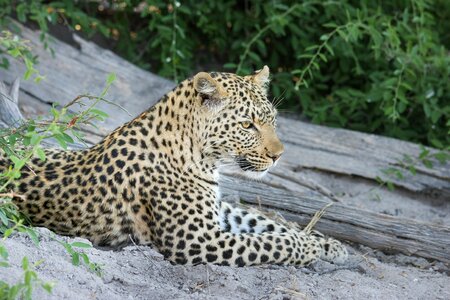 Wildcat safari big cat photo