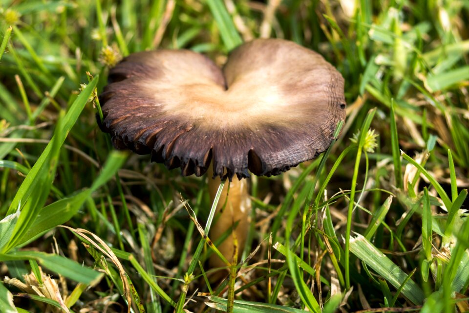 Mushroom azores comanche