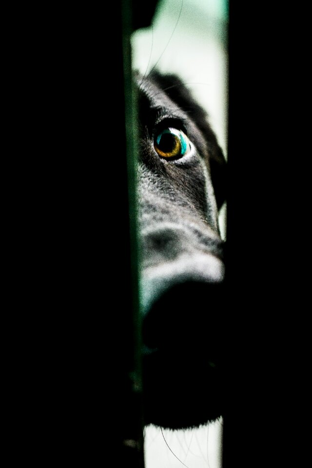 Animal canine domestic animals