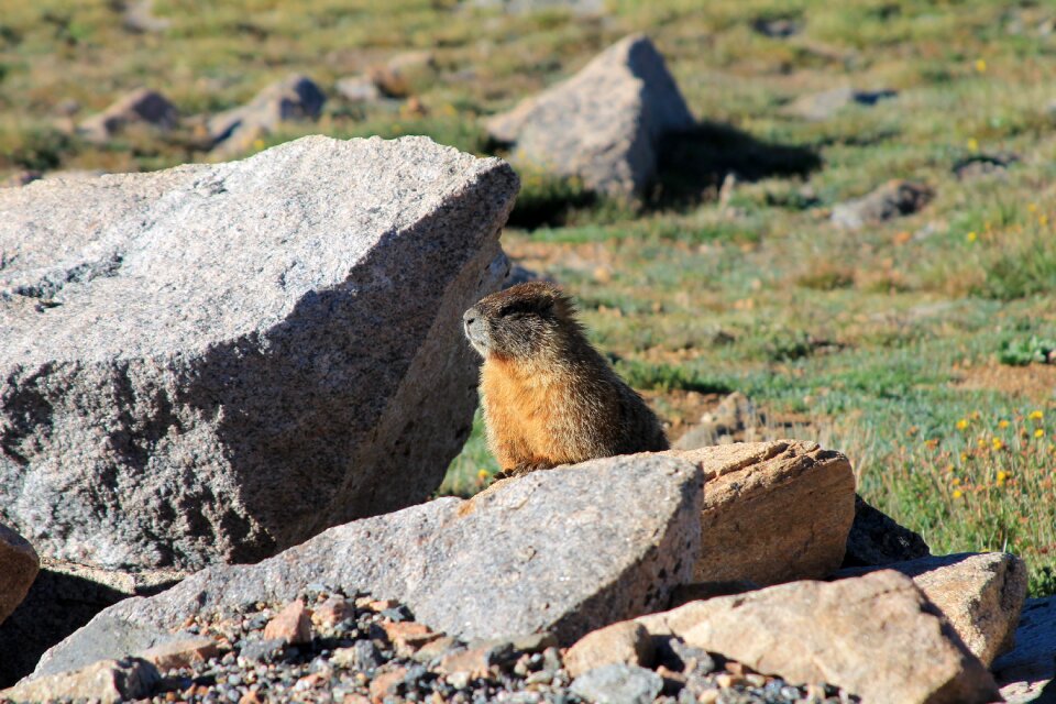 Rodent wildlife nature