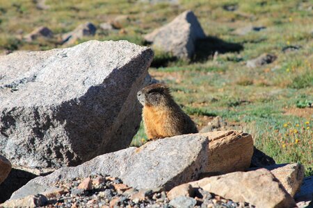 Rodent wildlife nature photo