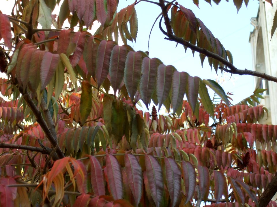 cultoam2009_1107_123536