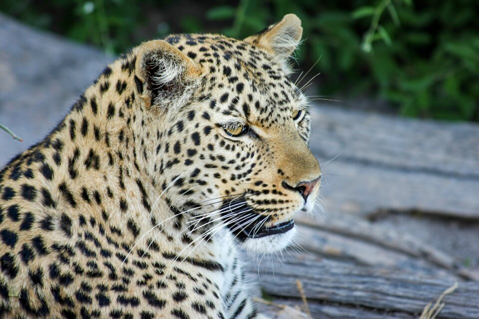 Wildcat safari big cat