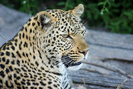 Wildcat safari big cat photo