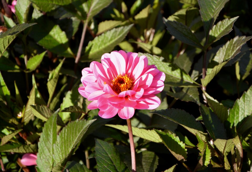 Bouquet brightly colored nature