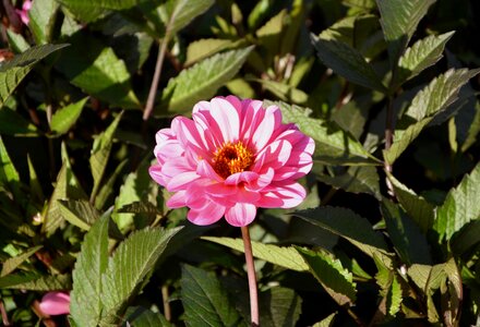 Bouquet brightly colored nature