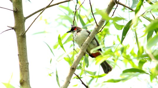 Wildlife little bulbul photo