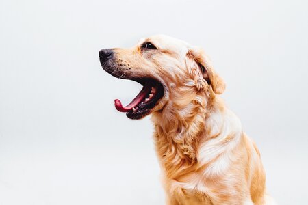 Golden retriever yawn tongue photo