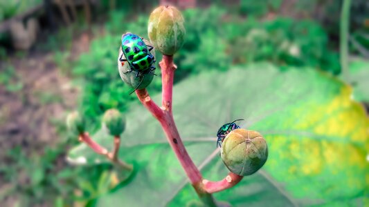 Outdoors insects little