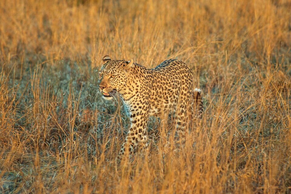 Wildcat safari big cat