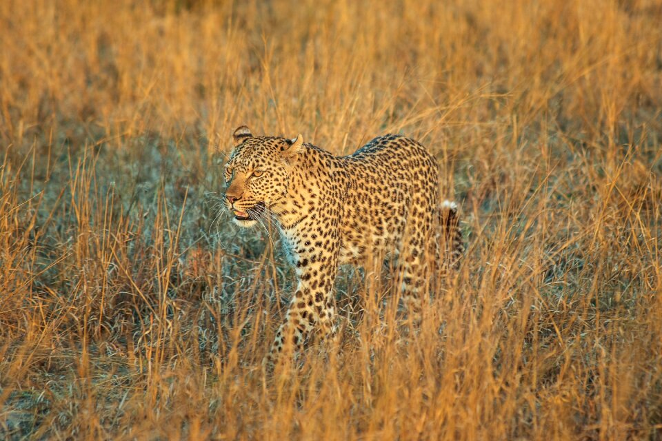 Wildcat safari big cat photo