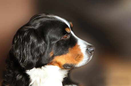 Animal portrait profile