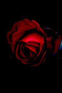 Red rose bloom