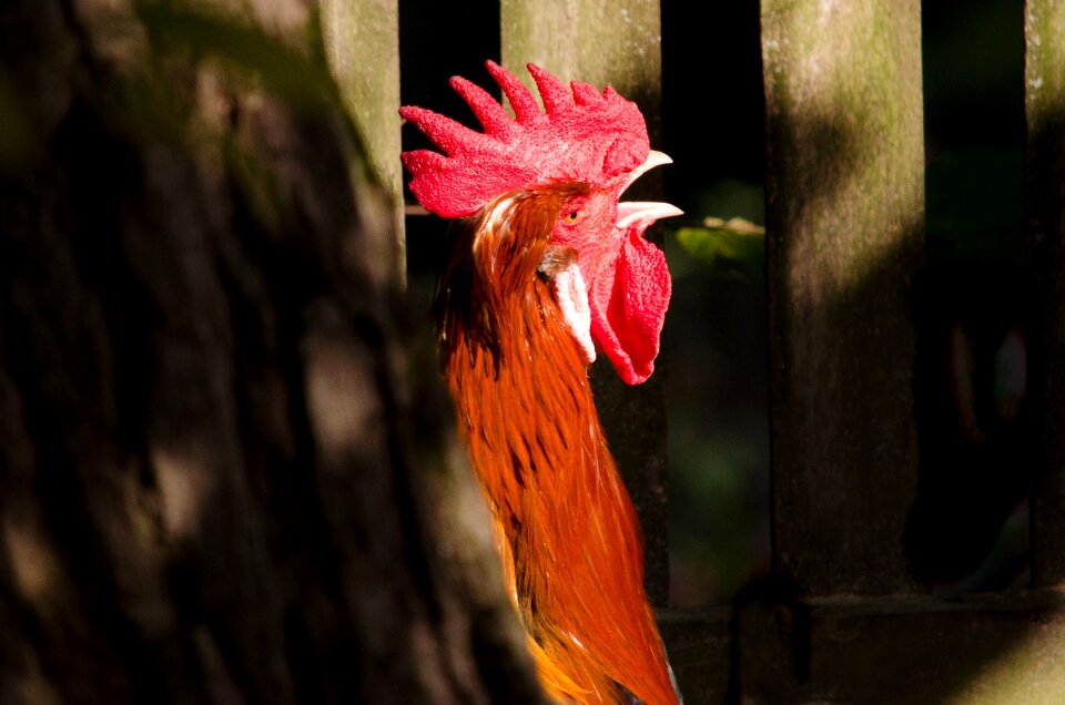 Bird close up plumage
