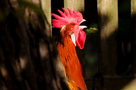Bird close up plumage