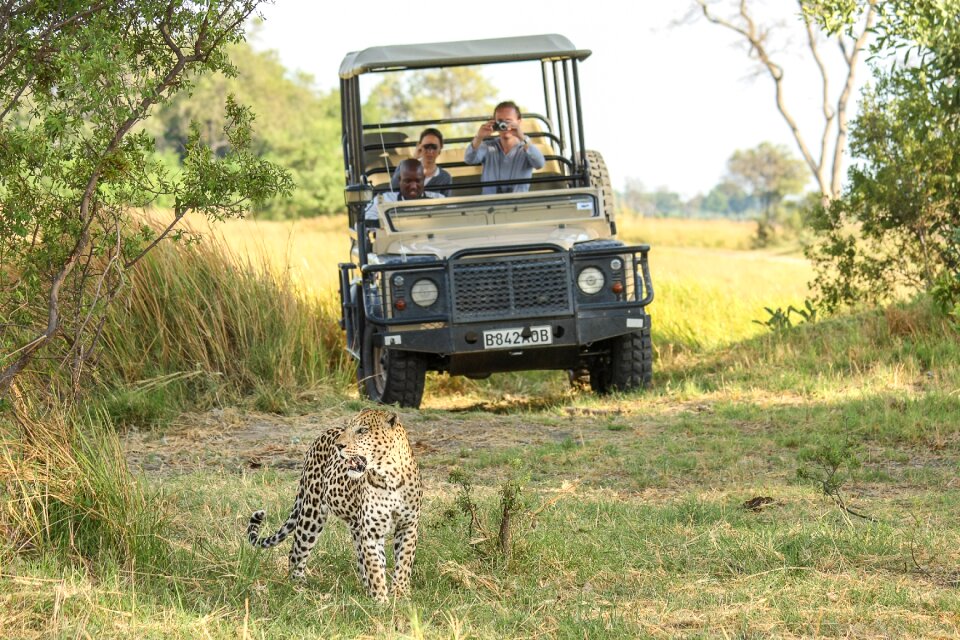 Wildcat safari big cat