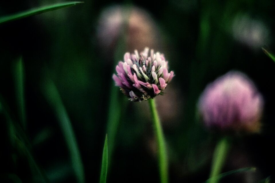 Green flowers pink