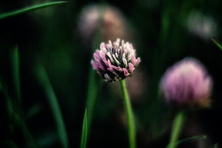 Green flowers pink