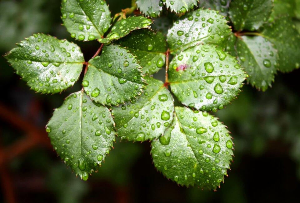 Leaf drop garden