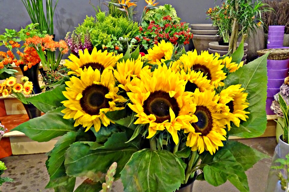 Flower yellow yellow flower