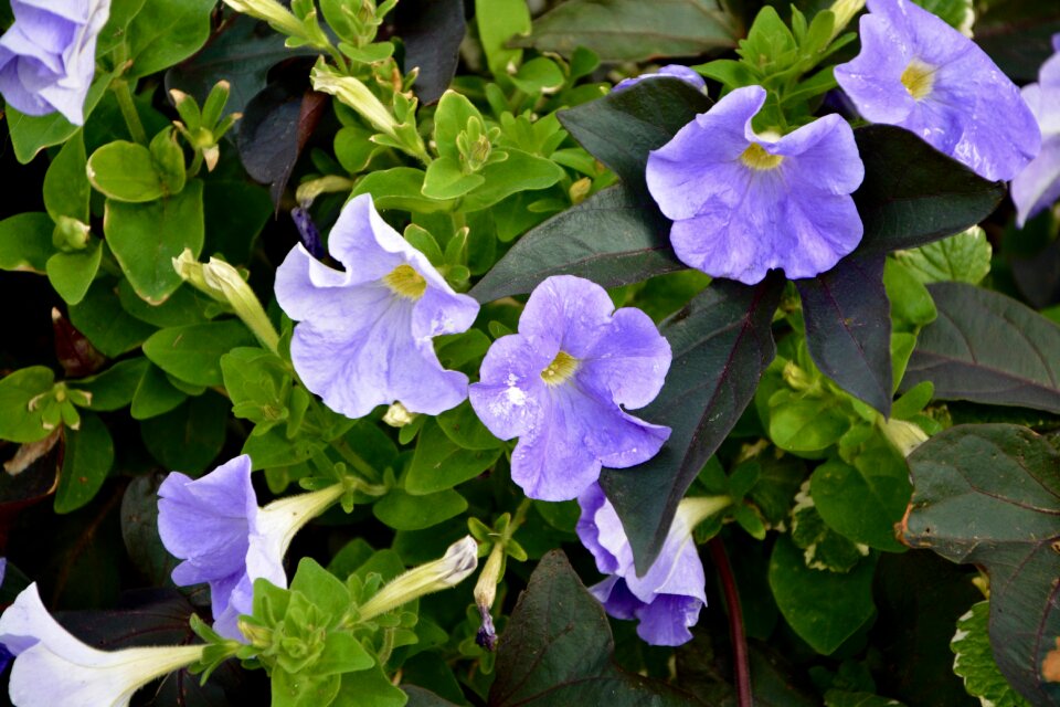 Violet plant petals