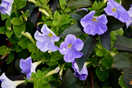 Violet plant petals