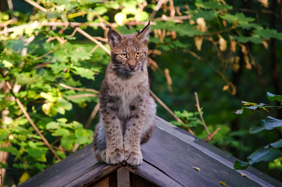 Wildcat predator cute