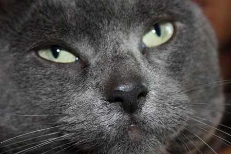 Cute animal closeup