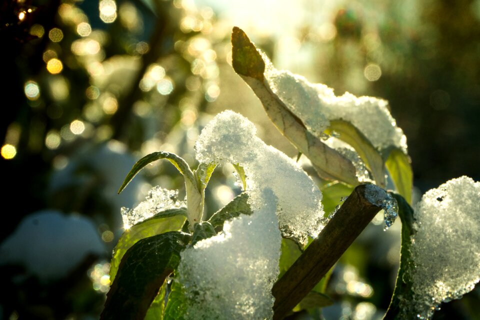 Wood frost background