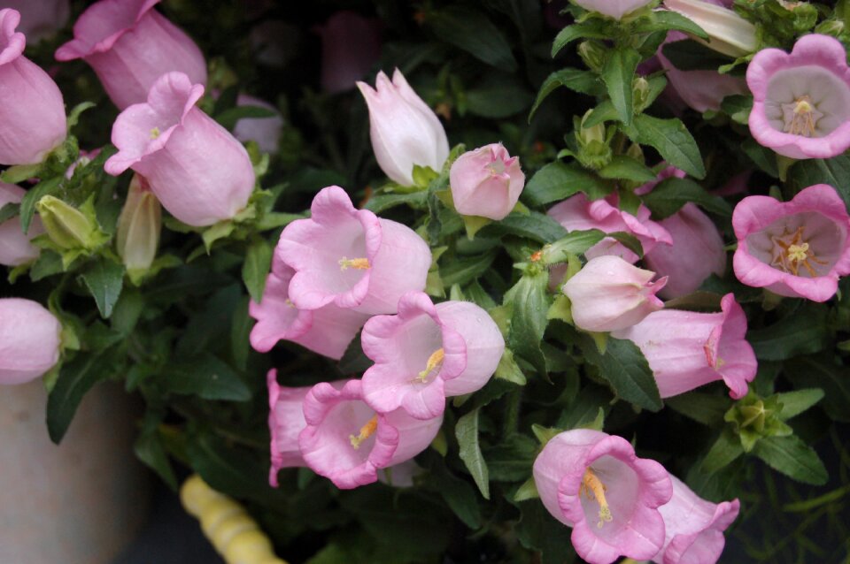 Flowers bloom colorful flowers