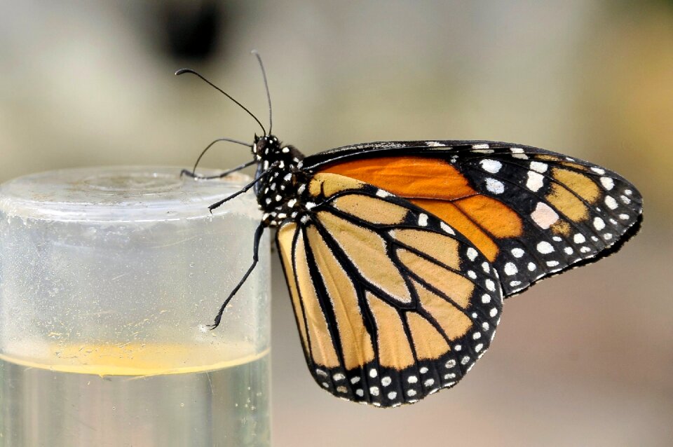 Insects nature orange butterfly