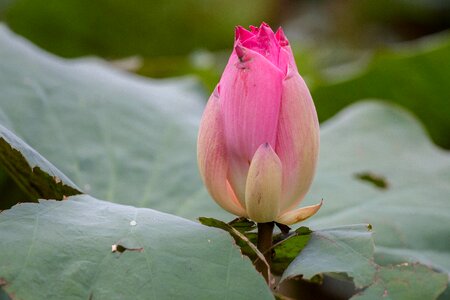 Lotus colors nature pink