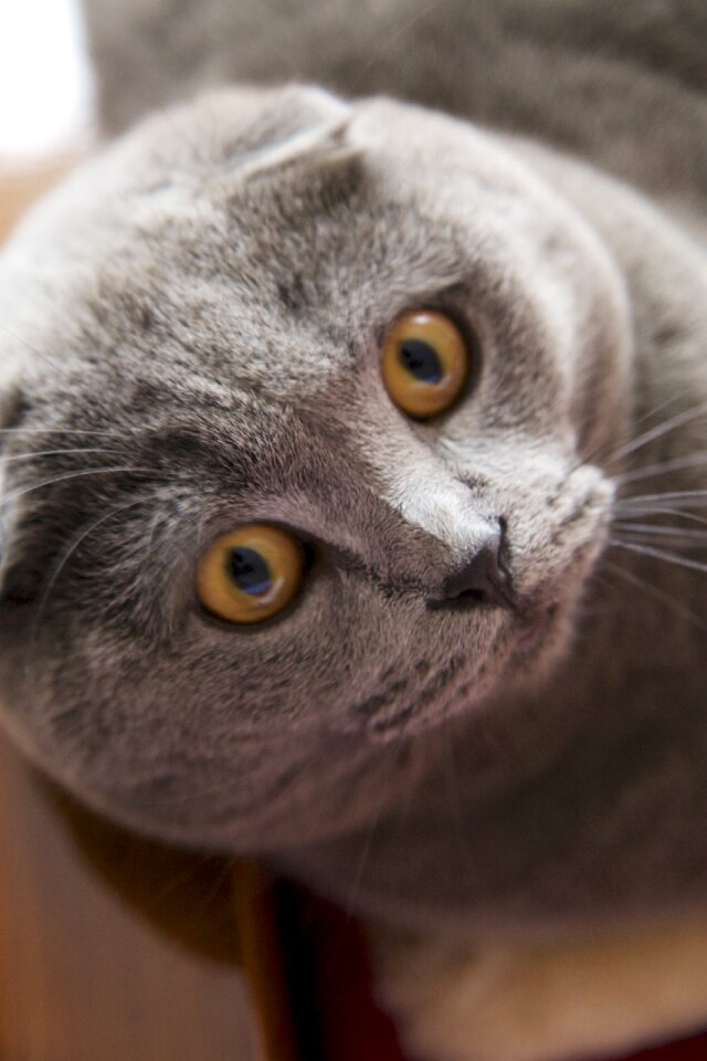 Short hair animals gray cat