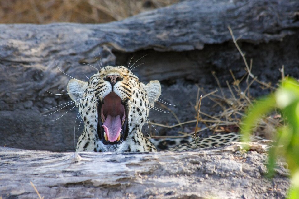 Wildcat botswana big cat