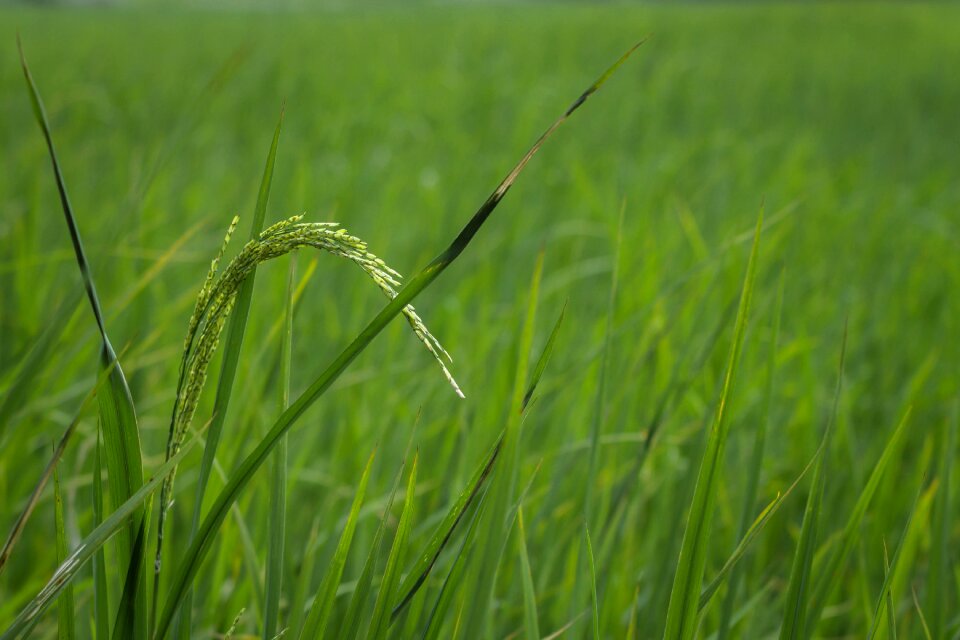 In the country countryside lifestyle