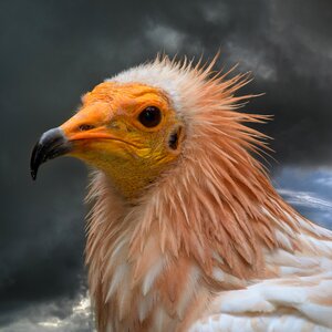 Close up portrait animal world