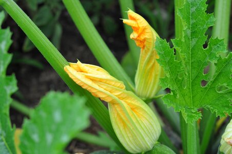 Plant nature outdoors